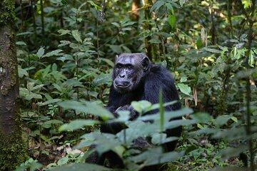 8 Day Uganda Safari Gorillas, Rhinos, Big Game, Lakes and R.Nile