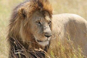 Half day Guided Game Drive Safari in Nairobi Park by 4x4 Jeep
