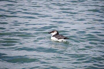 Wrightsville BirdWatching Cruise