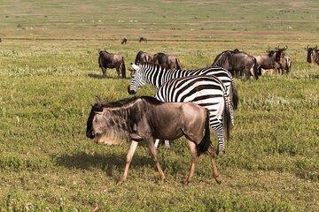 3-Day Maasai Mara Safari: Game Drives and Cultural Experience