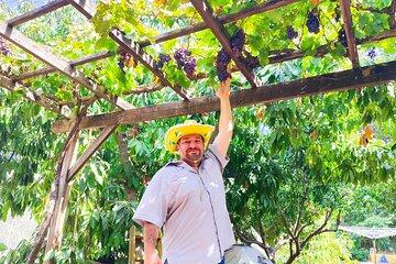 Wines and Wonders of the Judean Hills - Private Wine Tour