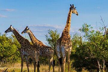 Half Day Tala Game Reserve & Zulu Cultural Experience from Durban