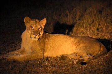 Nairobi National Park Sunset and Night Game Drive Tour