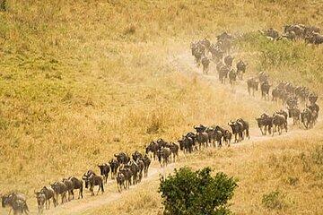 8 Day Tanzania Safari Witness the Great Migration