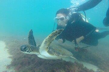 Dive in Turtle Paradise