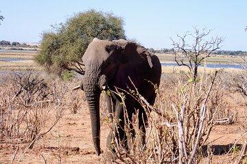 Explore Chobe Day Tour and Victoria falls