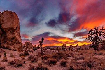 Joshua Tree, Richard Nixon Library and Museum Day Tour from LA