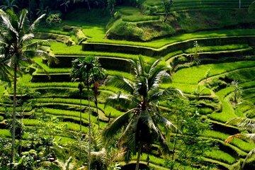 Exclusive Ubud Experience: Nature, Culture & Adventure in One Day