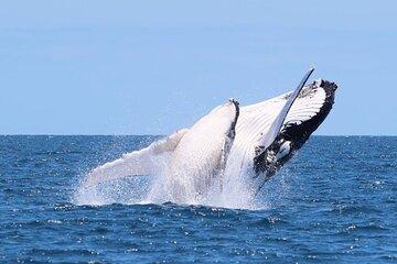 Whale Watching Cruise on the Gold Coast