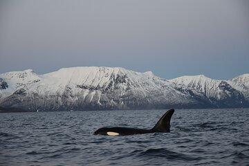 Whale Sea Safari by RIB Boat