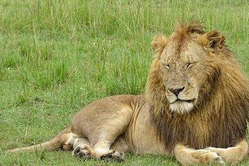 Half Day Classic Nairobi National Park Tour