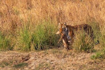 15 Days Indian Wildlife and Culture Tour