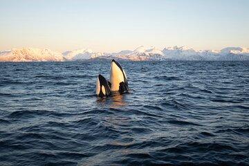 Tromsø: Skjervøy Pilothouse Boat Whale Watching Tour