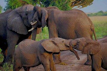 14 Days Uganda Safari Gorilla, Chimpanzee trekking and big five
