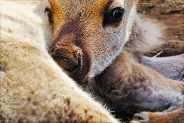 Dog Sledding and Animal Adventures
