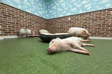 Micro Pig Café in Osaka Pet and Snap Cute Moments