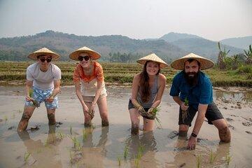 From Field to Table Half Day Rice Experience in Luang Prabang