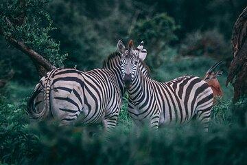 7 Days Safaris and National Parks In Kenya