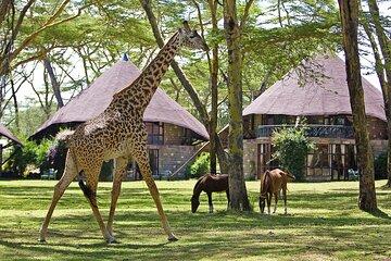 4 Day Masai Mara Lake Naivasha 4X4 Land Cruiser Safari