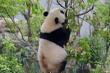 11D Roof of the World & Panda Dreams: China’s Spiritual Heartland