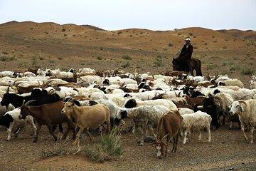 Live like a Mongolian Nomad
