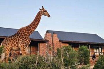 Walk with Giraffes and Game Drive Adventures