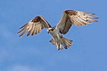 Barbados Bird Watching Experience (Transport Included)