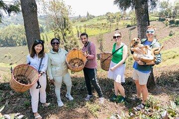 Nairobi Purple Tea Farm Gatura Greens Day Trip