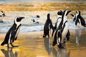 Cape Peninsula Full-Day Private Tour: Beaches, Penguins & More
