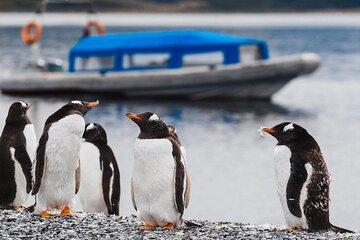 Walking with Penguins in Ushuaia