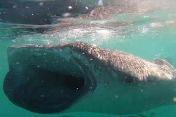 Swim with Whale Sharks in La Paz