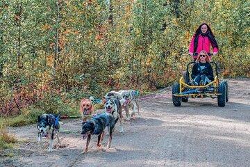Autumn Husky Training Day in Rovaniemi