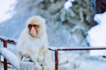 Nagano Highlights Snow Monkeys Nozawa Onsen and Zenkoji Temple