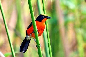 Birdwatching Adventure a Day in Kigali Rwanda