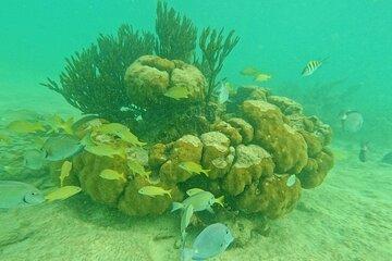 Snorkel Around Turtles in Akumal and Underground Cenote