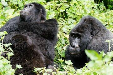 Three Days Gorilla Trekking Safari in Bwindi