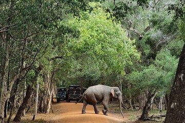 From Anuradhapura : Wilpattu Wild Haven Full-Day Safari