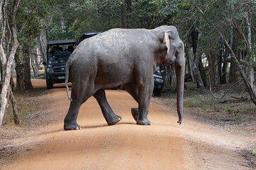 From Anuradhapura : Wilpattu Wild Haven Full-Day Safari