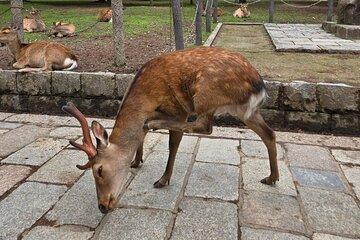 Kyoto to Nara Day Trip 6 Hour Private Tour with Deer and Temples