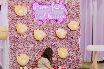 Ultimate cat experience at Austin's only cat cafe
