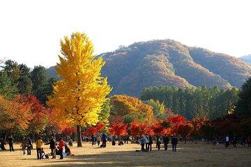 Nami, Maple Road and Theatre des Lumières Tour from Seoul