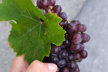 Exclusive Guided Wine and Hiking Experience in Austria
