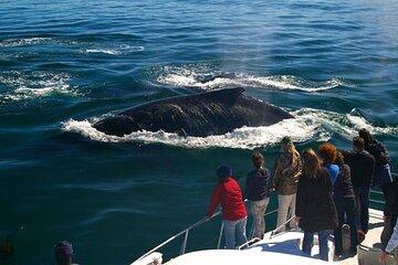 Whale and Penguins Watching with Wine Tasting Tour