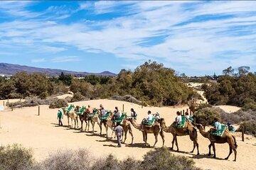 Bala DE camel through beautiful sand dunes