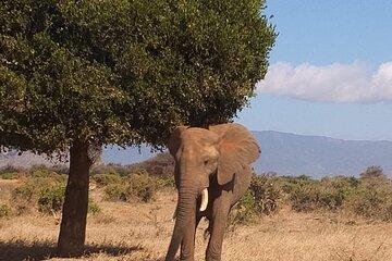 Unforgettable Tsavo east overnight safari