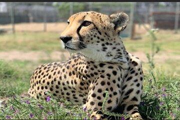 Full Day Aquila Big 5 Safari from Cape Town