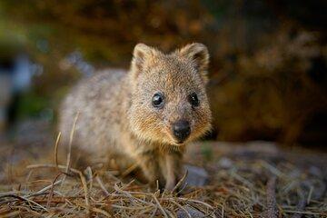Adelaide Hills Wine and Wildlife Small Group Tour