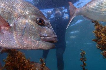 Guided Snorkeling for Beginner