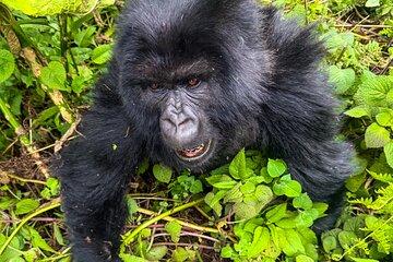 4 Days Rwanda Tour with Gorilla and Chimpanzee Trekking