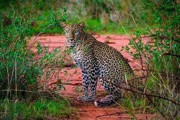 3 Days 2 nights Tsavo East and West from Diani or Mombasa